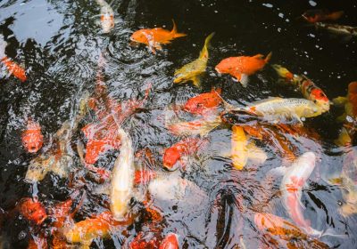 Vibrant fancy koi fish pond for resident relaxation at Homerly senior living